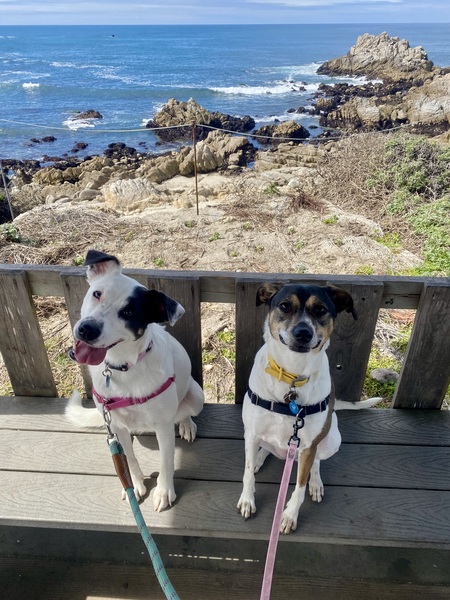Winnie & Willow 