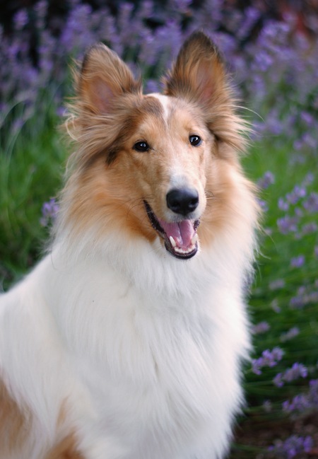 Harper 