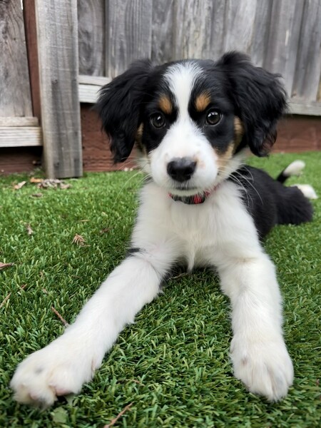 Daisy