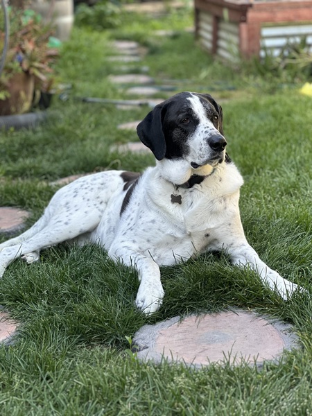 Pepper