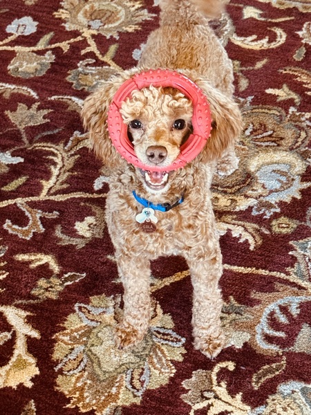 Lola