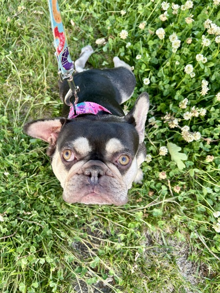 Kimchee Cassidy 