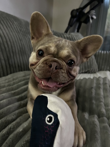 Leia