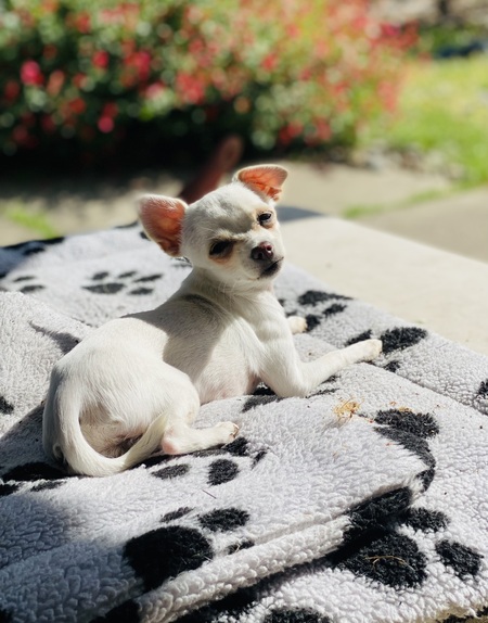 Mochi