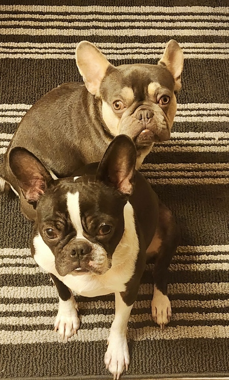 Chico & Louis