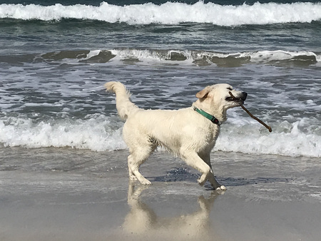 Bailey