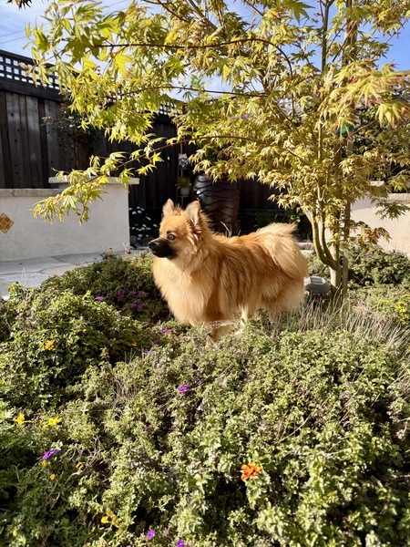 Kona