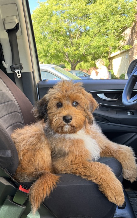 Buddy