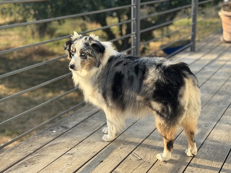 Maya