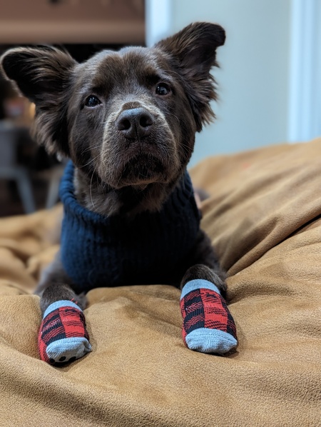 Brownie Bear 