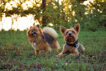 Scotty & Pancake