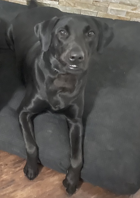 Elvis