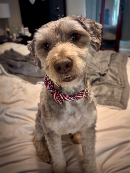 Koda