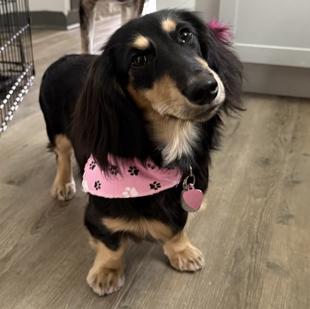 Dixie