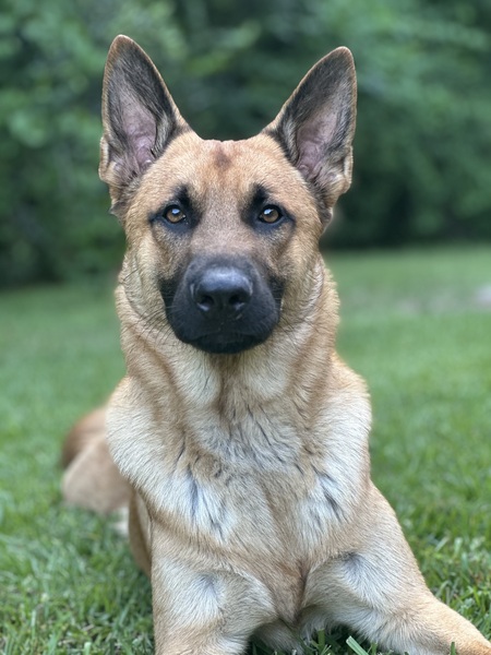 Hank