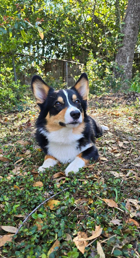 Georgie