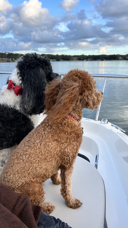 Gucci (red dog) & Max are besties