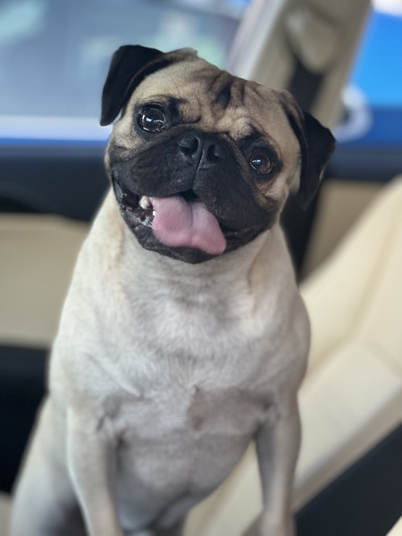Mugsy