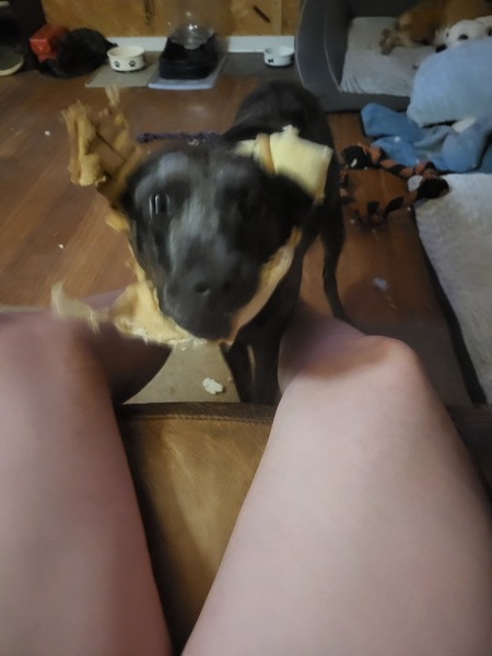 Nova