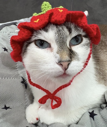 Michi