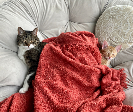 Thomas & Mango