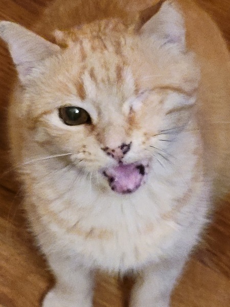 Vinny