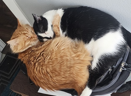 Noodle and Beans