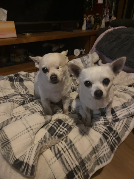 Buddy & Evie