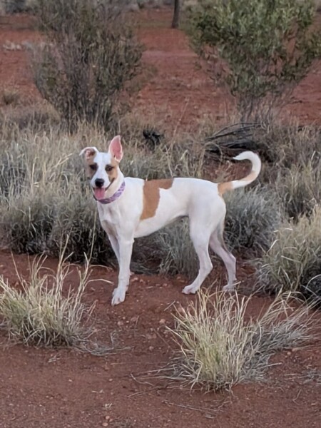  Dixie