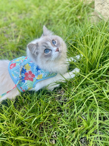 Gus