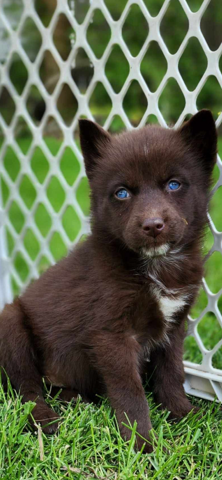 Roo