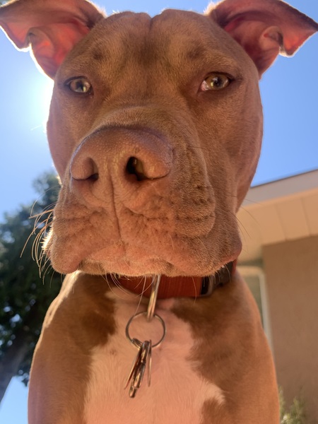 Duke Duff