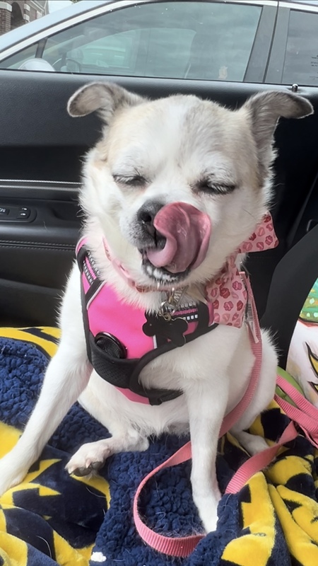 Mazii 