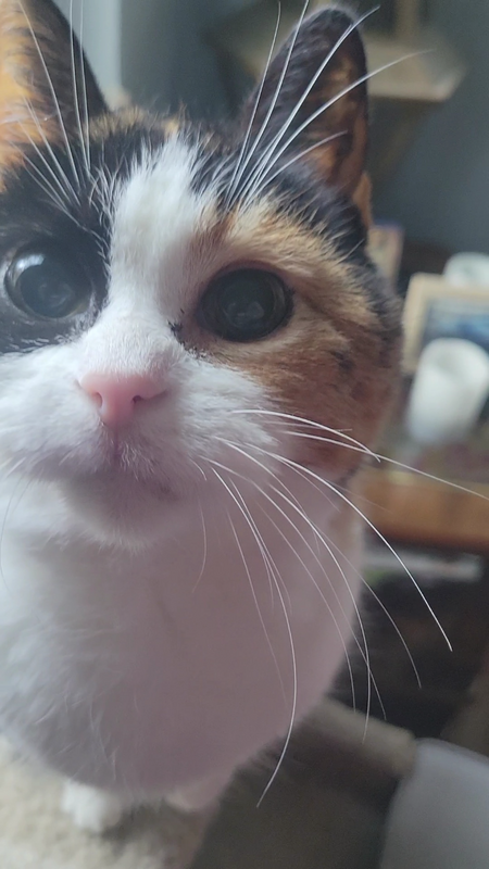 Squeakers