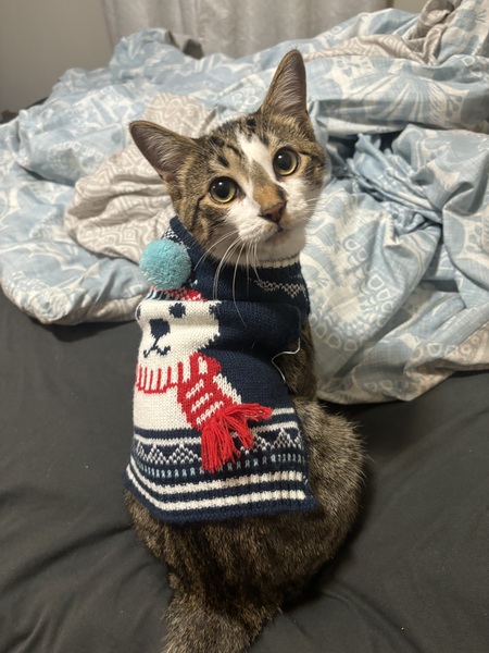 Loki