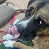 Entry image for Osito