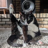 Entry image for Macaroni