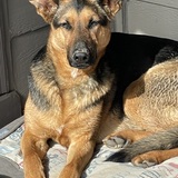 Entry image for Maisie