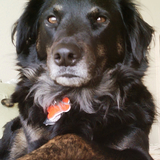 Entry image for Bailey