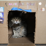 Entry image for Major Meowser