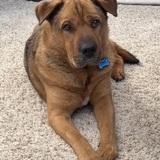 Entry image for Tugs