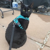 Entry image for Hallow