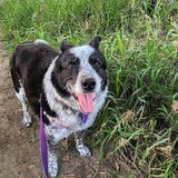 Entry image for Simi 