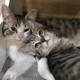 Entry image for Monty & Rusty