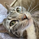 Entry image for Gizmo