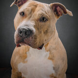 Entry image for Juno