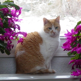 Entry image for Serendipity (Dippy)