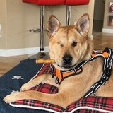 Entry image for Sugaree