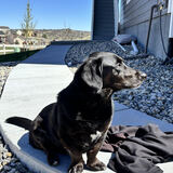 Entry image for Dexter