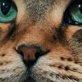 Entry image for Iggy